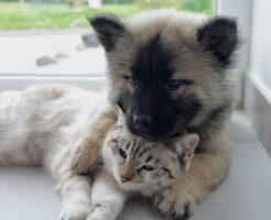 犬と猫の写真